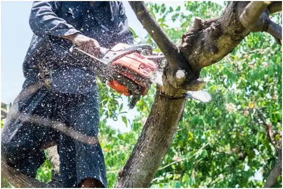 tree services El Reno